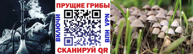 как найти   Опочка  Галлюциногенные грибы мухоморы 